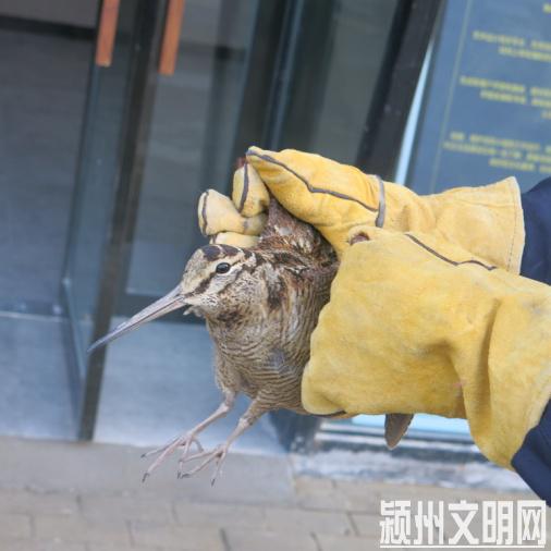 图片5